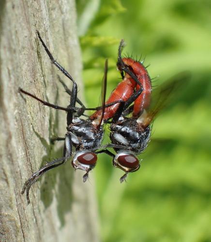 Réf. 186 372 : Cylindromyia bicolor